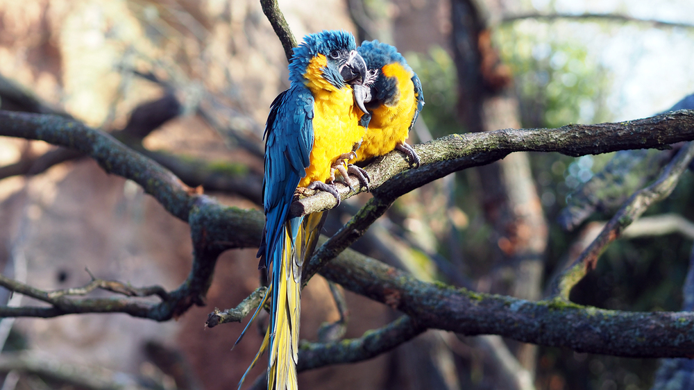 Blaukehlaras in der neuen Vogelwelt Amazonien. Foto: Zoo Leipzig