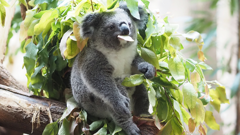 Koalajungtier Inala beim Eukalyptusfrühstück. Foto: Zoo Leipzig