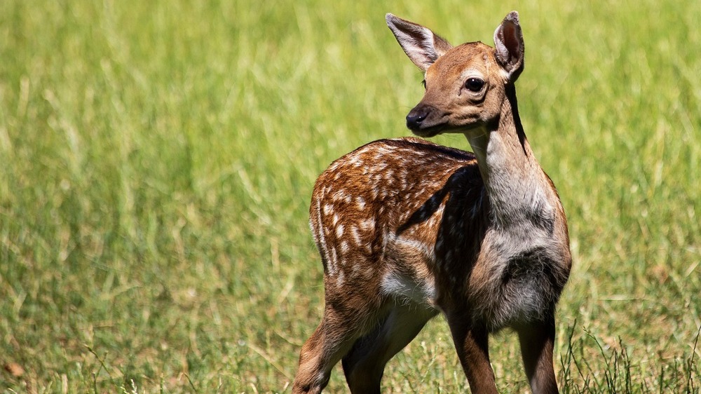 Rehkitze und Bodenbrüter bei der Frühjahrsmahd schützen. Foto: Minka2507 (Pixabay)