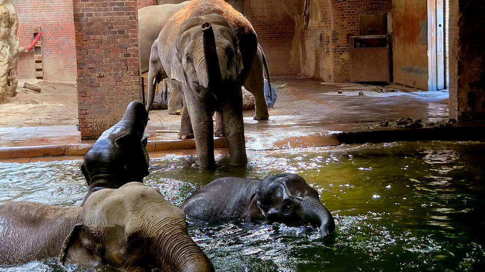 Täglich um 10.15 Uhr gehts für die Elefanten in den Innenpool @ Zoo Leipzig