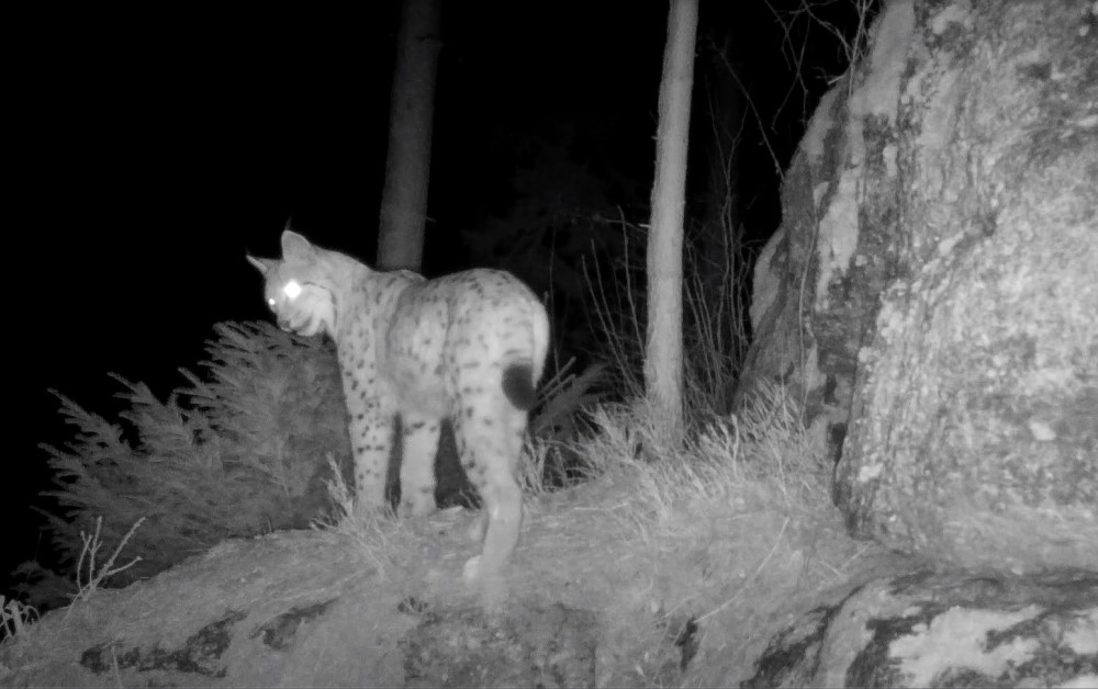 Luchs Bardi (Wildkamera) (© Archiv Naturschutz LfULG, C. Blum-Rérat)