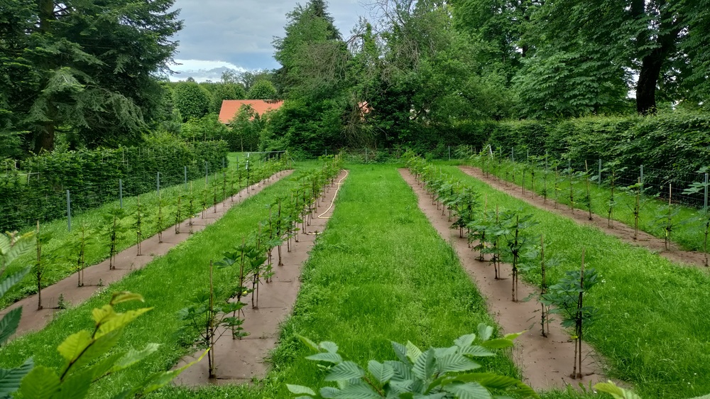 Anzuchtfläche Schloss Moritzburg © Schlösserland Sachsen