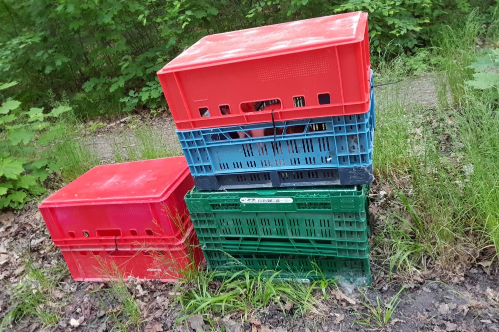 Ausgesetzte Katzen   Foto: Tierschutzverein Freital und Umgebung e.V.   Mit freundlicher Genehmigung
