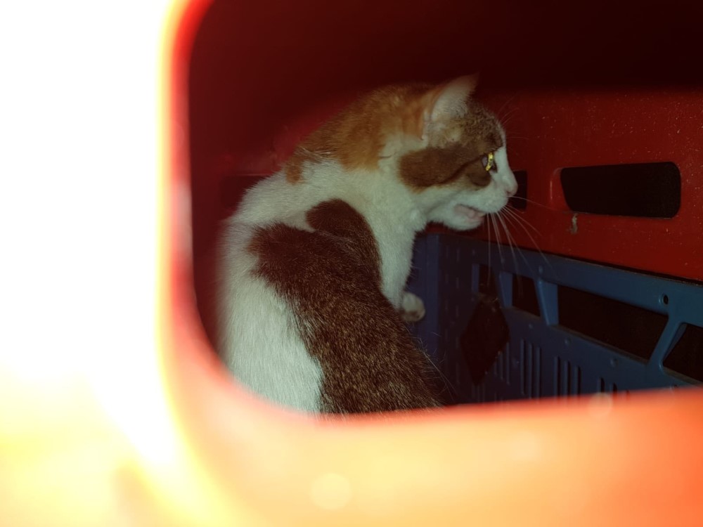 Ausgesetzte Katzen   Foto: Tierschutzverein Freital und Umgebung e.V.   Mit freundlicher Genehmigung