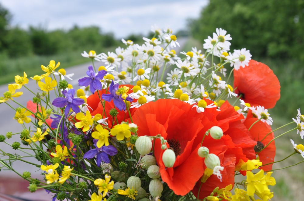 Symbolfoto Pixabay