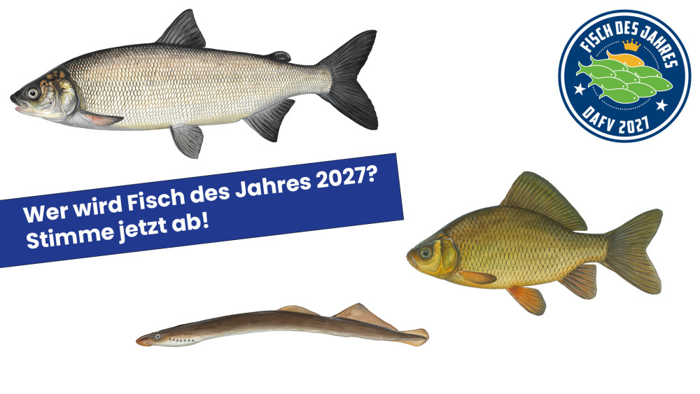 Fisch des Jahres 2027 -  Abstimmung  © Deutscher Angelfischerverband e.V.