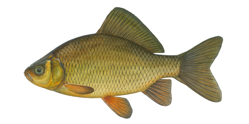 Karausche (Carassius carassius). Abbildung: DAFV, Eric Otten
