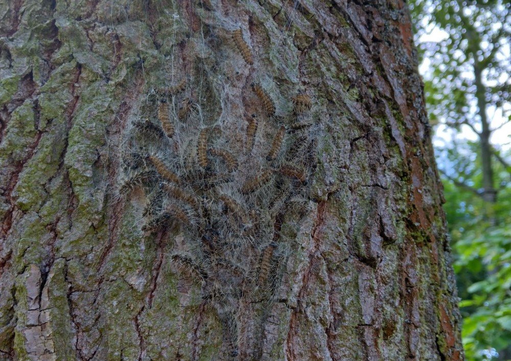 Grosser Garten Eichenprozessionsspinner Nest   Foto: © Schlösserland Sachsen