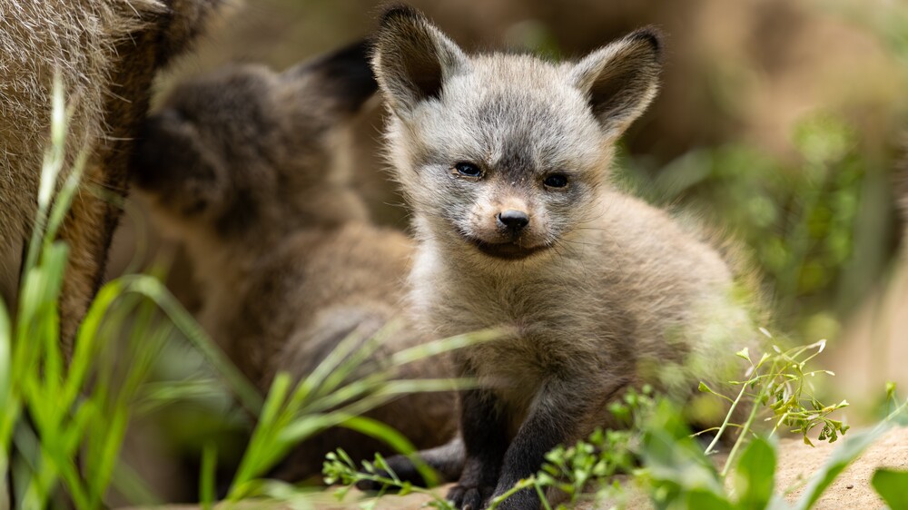 Löffelhunde Nachwuchs im Zoo Dresden . Foto © Christina Strauß