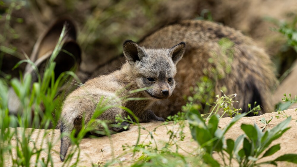 Löffelhunde Nachwuchs im Zoo Dresden . Foto © Christina Strauß