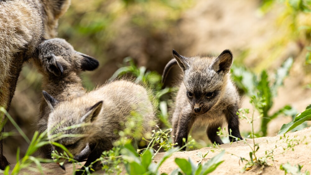 Löffelhunde Nachwuchs im Zoo Dresden . Foto © Christina Strauß