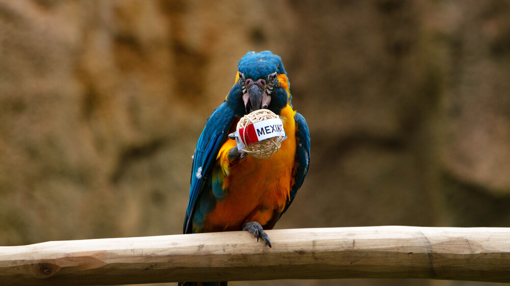 Das ARAkel hat entschieden - Mexiko @ Zoo Leipzig