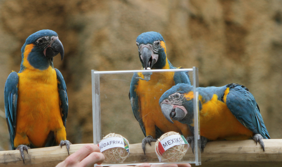 Die ARAkel begutachten die Auswahl - Mexiko und Südafrika @ Zoo Leipzig