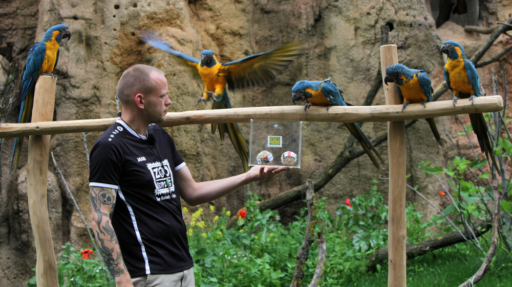 Teampräsentatin der ARAkel - die Blaukehlarasmit  mit Tierpfleger Florian Ullmann @ Zoo Leipzig