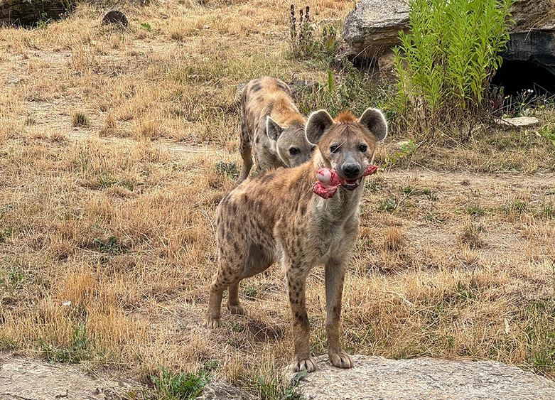 Fütterung der Tüpfelhyänen  © Zoo Leipzig