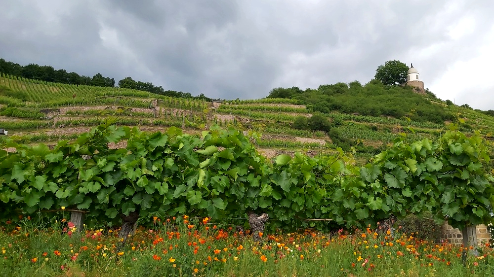 Blick auf den Weinberg mit dem Jacobstein, zu dem man auch am  Berg entlang wandern und einen wunderbaren Auslick über das Elbtal geniessen kann. Foto: MeiDresden.de