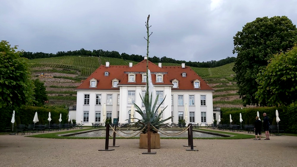 Die etwa 35 Jahre alte Agave im Park von Schloss Wackerbarth erblüht demnächst. Foto: MeiDresden.de