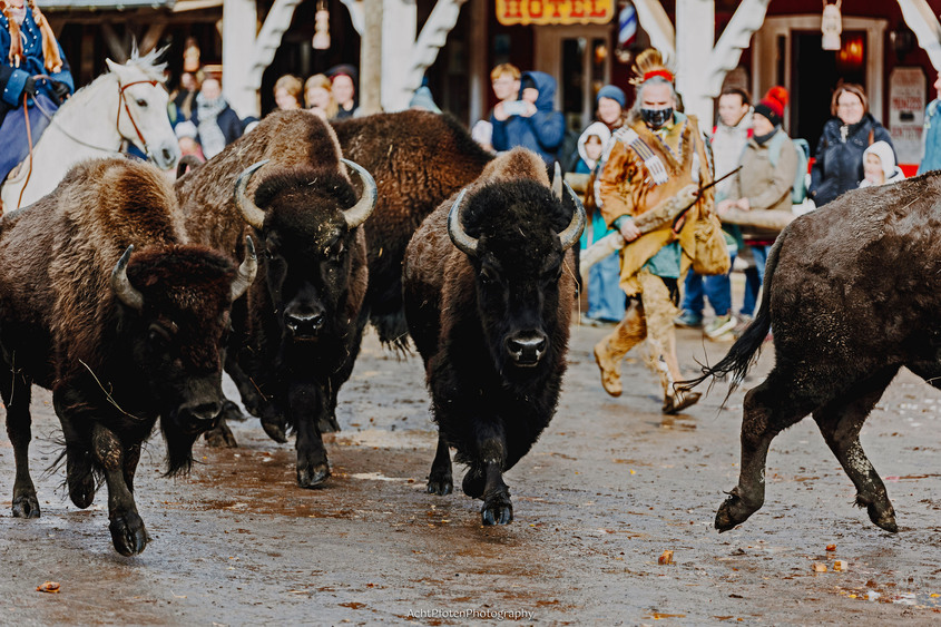 Actionreiche Tiershows gehören zum täglichen Programm in der Westernstadt Pullman City. Foto: DJD/Rübeländer Tropfsteinhöhlen/Acht Pfoten Photography