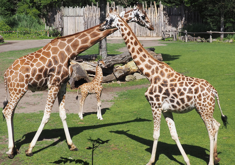 Junger Giraffenbulle auf der Kiwara-Savanne mit weiteren Herdenmitgliedern Foto: Zoo Leipzig