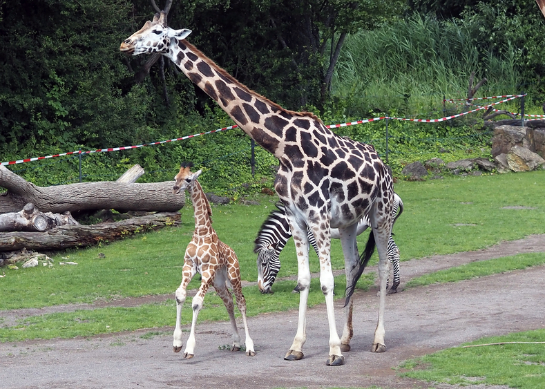 Kleiner Giraffenbulle entdeckt die Savanne und Mitbewohner Foto: Zoo Leipzig