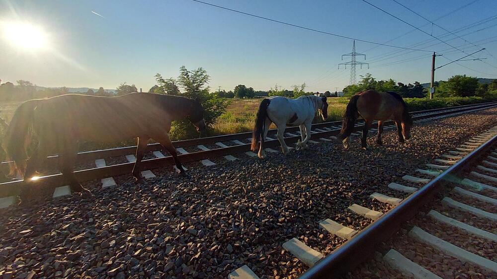 Pferde im Gleis. Foto: Bundespolizei