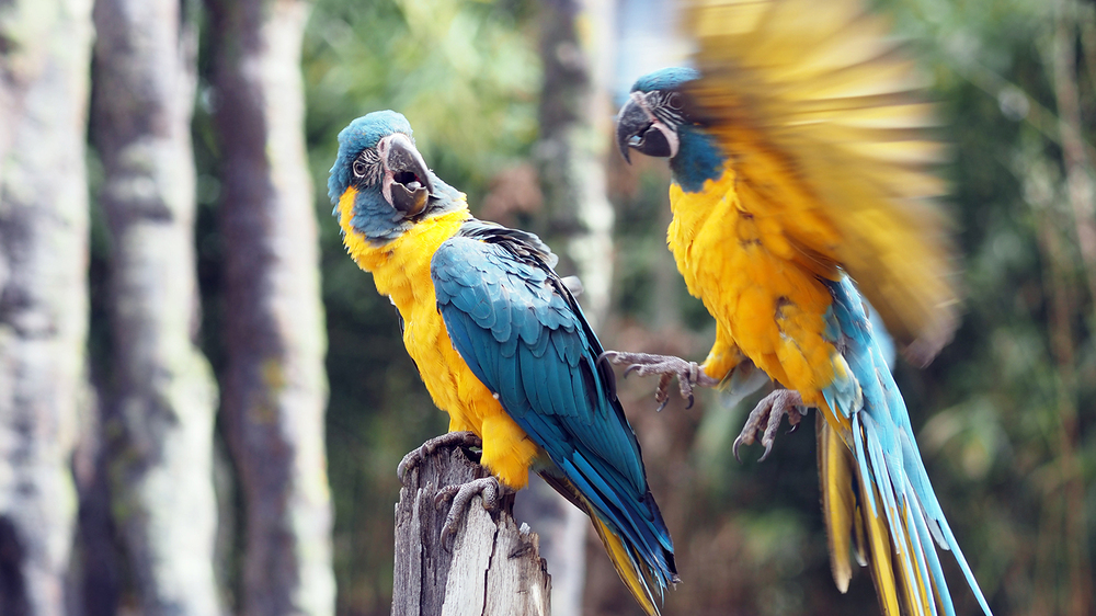 Blaukehlaras in den neuen Vogelwelten Foto:Zoo Leipzig
