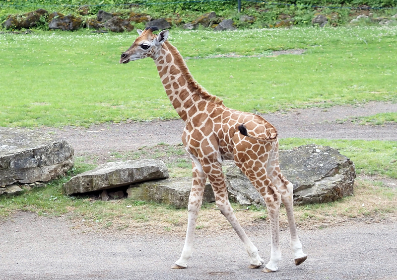 2Giraffenjungtier von Sipiwe auf der Savanne im Zoo Leipzig. Foto: Zoo Leipzig