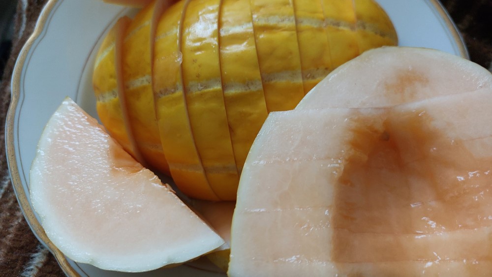 Rugby Melone © MeiDresden.de