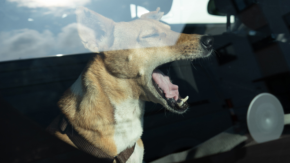 Vier Hunde mussten sterben, weil sie im heißen Auto zurückgelassen wurden.  Bildrechte: TASSO e.V.