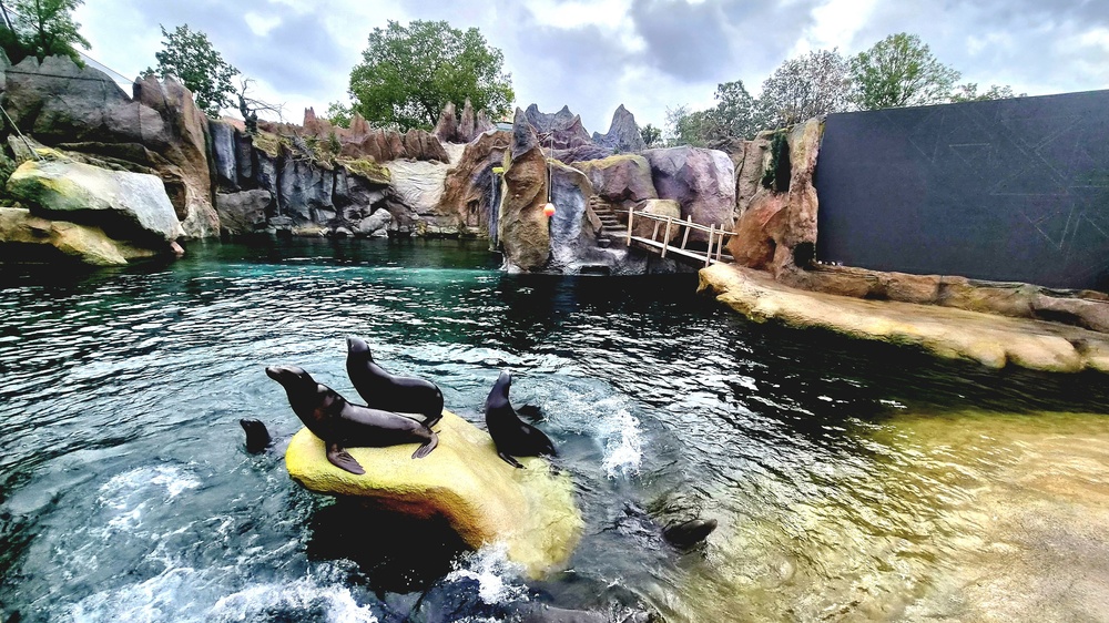 Seelöwen im neuen Feuerland . Foto: Zoo Leipzig
