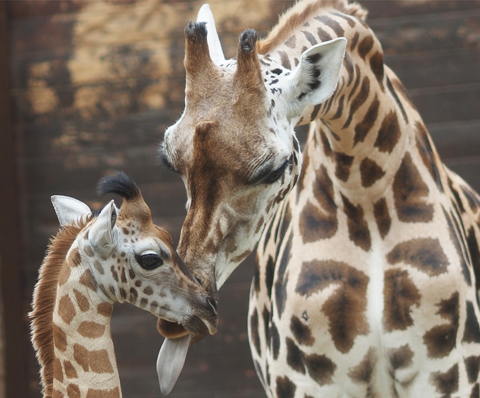 40 Giraffenkuh Sipiwe mit ihrem Sohn Jabari. Foto:Zoo Leipzig