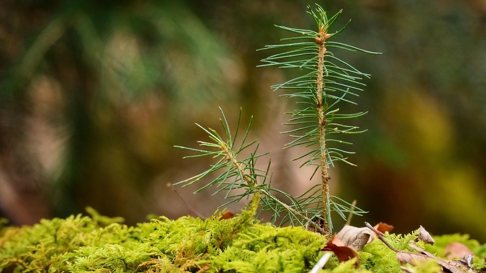 Baumpflanzung als Zeichen für tief verwurzeltes Ehrenamt im Bereich Wandern in Sachsen. Symbolfoto: Manfred Antranias Zimmer auf Pixabay