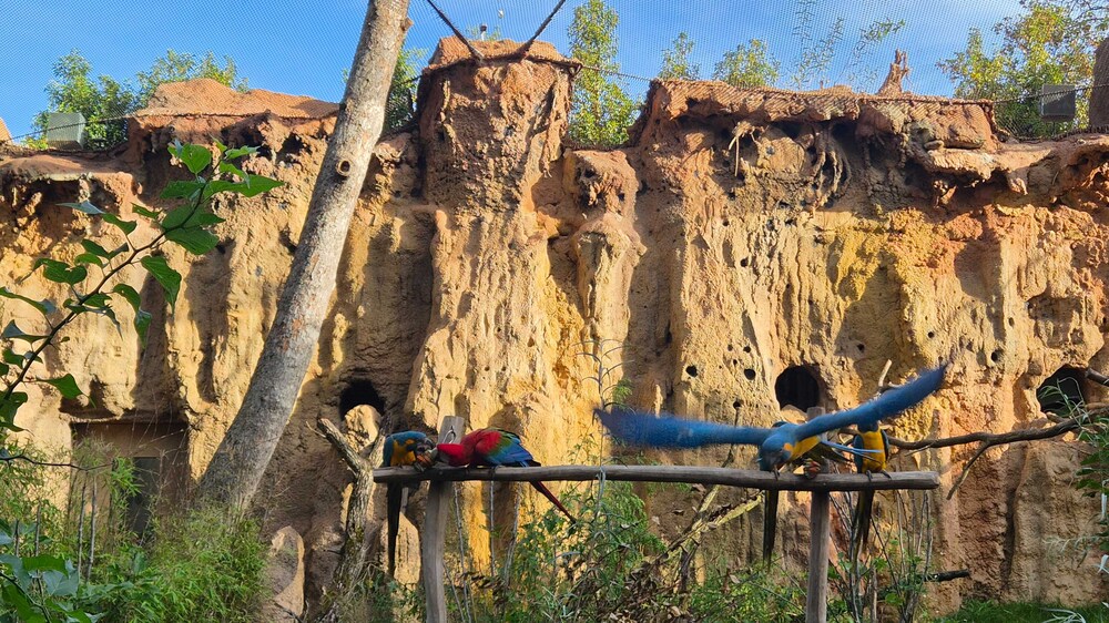 Amazonien - Seit sechs Monaten der neue Lebensraum bedrohter Papageienarten @ Zoo Leipzig