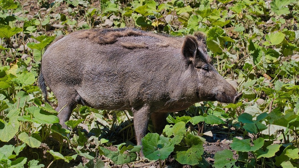 Nächtlicher ungebetener Besuch auf dem Grundstück durch Wildschweine ist oft ärgerlich. Foto: Manfred Antranias Zimmer (Pixabay)