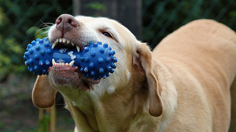 Hundespielzeug Krebserregende Stoffe in 4 von 15 Spielzeugen  ©Anna Dahlhaus(Pixabay)