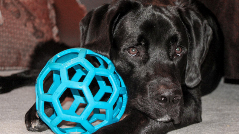Hundespielzeug Krebserregende Stoffe in 4 von 15 Spielzeugen  ©Dennis Larsen(Pixabay)