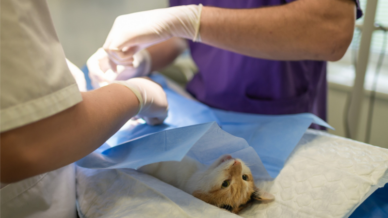 Tierkrankenversicherungen: OP-Versicherung für Katzen kann sich lohnen  ©Arvydas Lakacauskas (Pixabay)