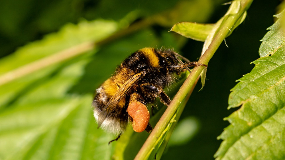 Das Gartentier des Jahres  2023 ist die Gartenhummel ©Myriams Fotos (Pixabay)