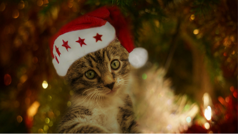 Geschenke fürHaustiere sollte man natürlich präsentieren ©Gundula Vogel (Pixabay)