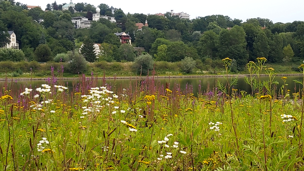 In den nächsten Tagen dreht der Sommer kurzzeitig richtig auf,Donnerstag bis 38 Grad möglich. Foto: MeiDersden.de