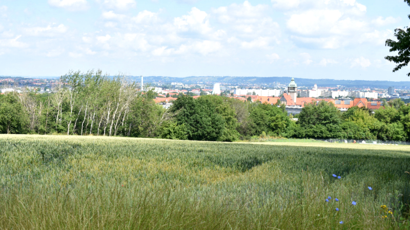 Wochenende frühsommerlich warm ,  ausser Samstag sonnig ©MeiDresden.de