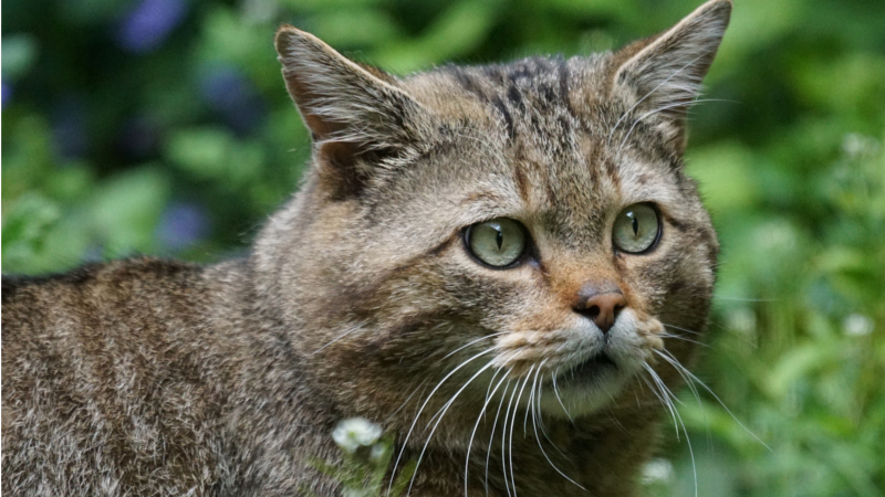 Erster Wildkatzenkorridor in Sachsen wird bei Heyda (Lossatal) Wirklichkeit ©Marcel Langthim (Pixabay)