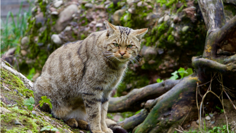 Erster Wildkatzenkorridor in Sachsen wird bei Heyda (Lossatal) Wirklichkeit ©Hebi B (Pixabay)