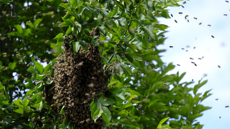 Große Erfolge im Wildbienenschutz in Sachsen und Einladung zum Obstbaumschnittkurs ©Bruno Germany (Pixabay)